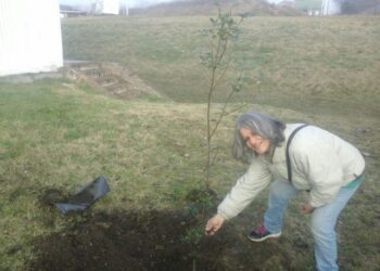 EL ARBOL DE LA DEMOCRACIA YA FUE PLANTADO