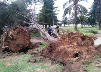 Comunicado de la agrupación 25 de Febrero: NO SOLO ES DESFORESTACIÓN, ES DESTRUCCIÓN
