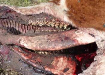 Misterio: aparecieron vacas mutiladas en un campo cercano a Chasicó
