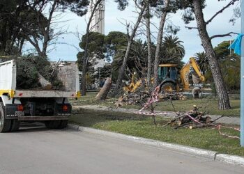 LA EXTRACCIÓN DE ARBOLES EN LA PLAZA, GENERÓ POLÉMICA EN EL HCD (VIDEOS)