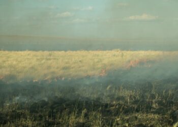 Se quemaron alrededor de 400 hectáreas en la zona de Est. El Indio (fotos y próximamente video)