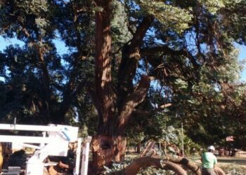 Se realizó una poda general sobre la Plaza Salerno por seguridad