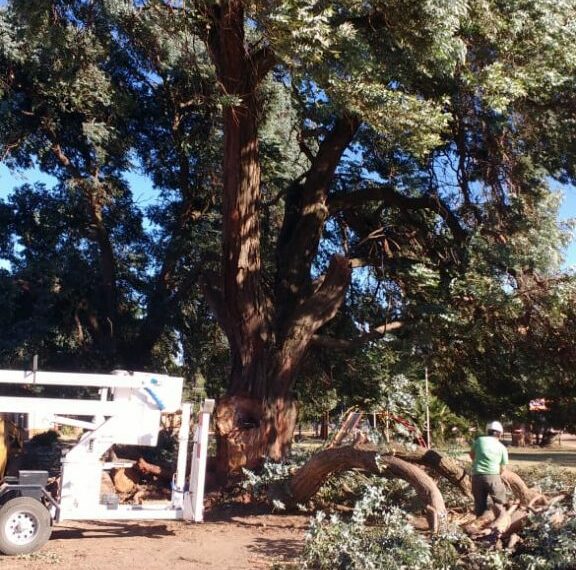 Se realizó una poda general sobre la Plaza Salerno por seguridad