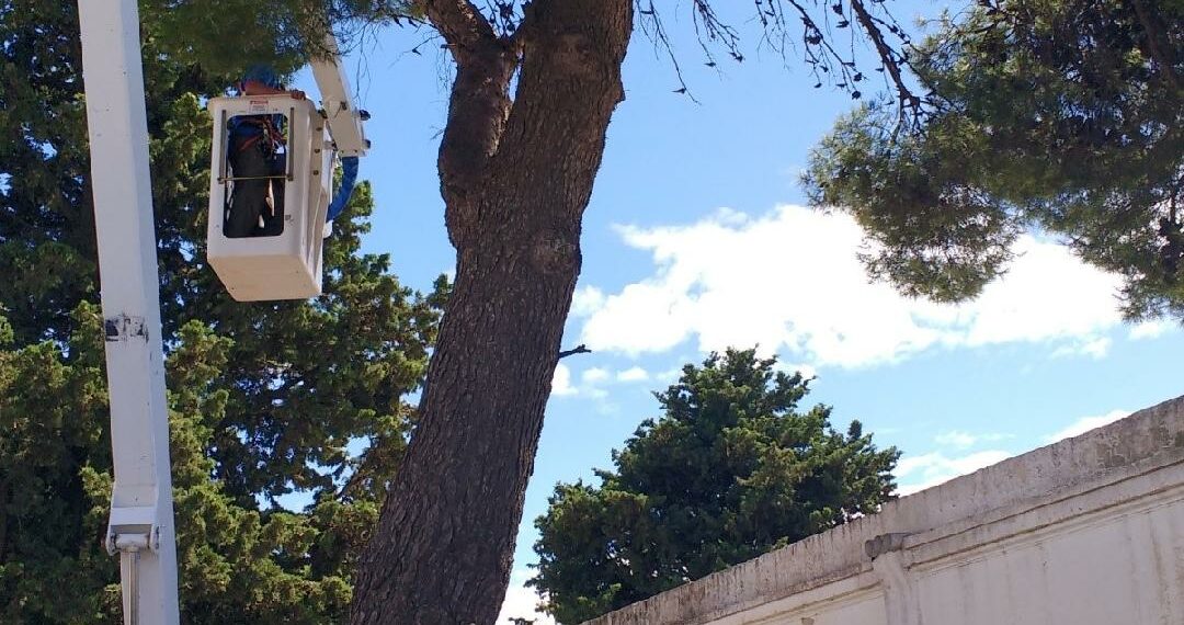 Se reemplazarán árboles frente al cementerio local