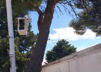 Se reemplazarán árboles frente al cementerio local