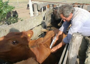 Se exigirá la vacunación contra el carbunclo para obtener la Guía Única de Traslado de Ganado