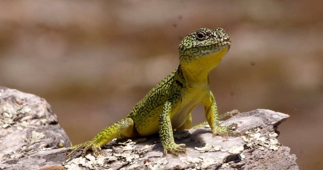 EL GUARDAPARQUE ANIBAL ARECCO SE REFIRIÓ A LA IGUANA DE COBRE DURANTE EL CAFE-LITERARIO QUE REALIZÓ LA BIBLIOTECA (VIDEO ENTREVISTA)