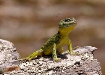 EL GUARDAPARQUE ANIBAL ARECCO SE REFIRIÓ A LA IGUANA DE COBRE DURANTE EL CAFE-LITERARIO QUE REALIZÓ LA BIBLIOTECA (VIDEO ENTREVISTA)