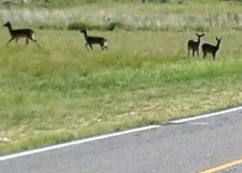 Manadas de ciervos cruzan en forma permanente la ruta 76