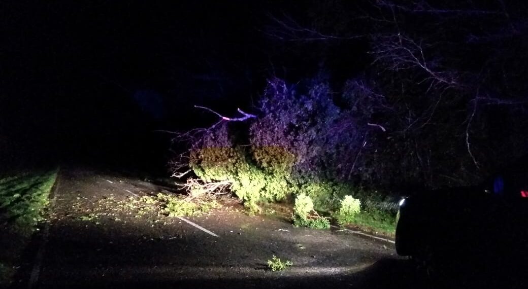Los fuertes vientos provocaron caídas de árboles y voladuras de techos en el distrito
