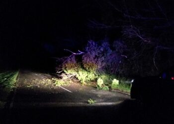 Los fuertes vientos provocaron caídas de árboles y voladuras de techos en el distrito