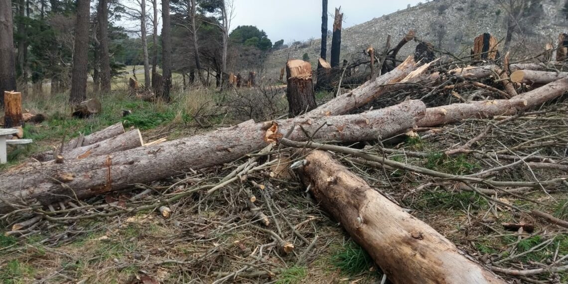 Solicitan no recolectar leña cortada de la R.P N°76