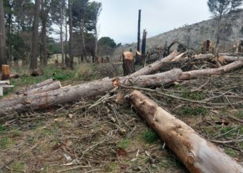 Solicitan no recolectar leña cortada de la R.P N°76