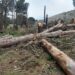 Solicitan no recolectar leña cortada de la R.P N°76