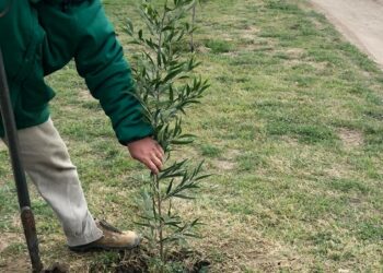 El municipio reanudó la forestación y reposición del arbolado en Tornquist