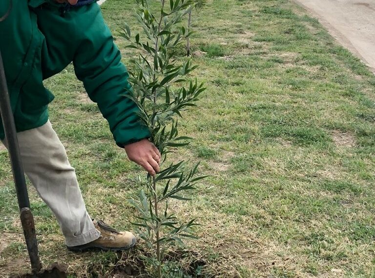 El municipio reanudó la forestación y reposición del arbolado en Tornquist