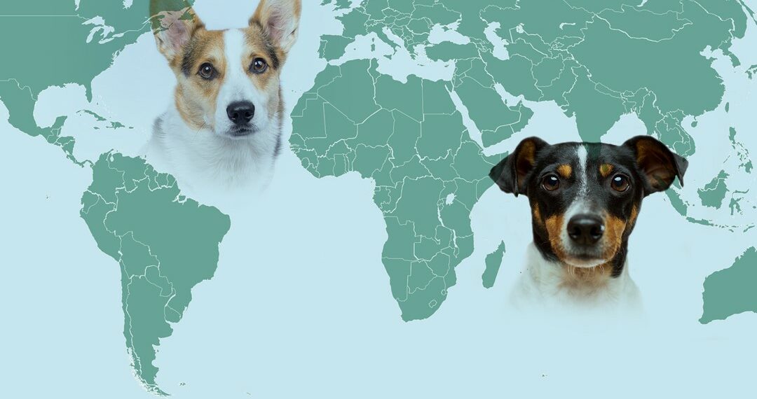 28 de septiembre, Día Mundial contra la Rabia: ‘Colaboremos y vacunemos’