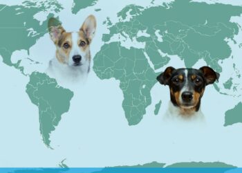 28 de septiembre, Día Mundial contra la Rabia: ‘Colaboremos y vacunemos’