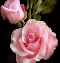 Evento virtual de la “Agrupación Flores en Tornquist”