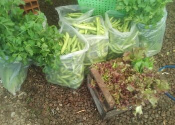 Fueron entregados 55 kilos de productos de la Huerta Municipal