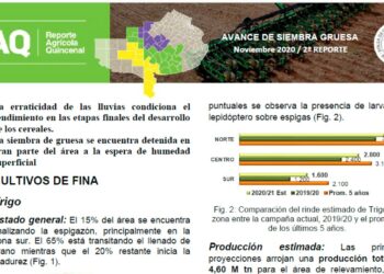 REPORTE AVANCE SIEMBRA GRUESA