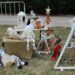 Se desarrolla con normalidad el 2do. Paseo de Productores y Artesanos de Tornquist