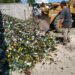 SE RECUPERARON 7.500 KILOS DE VIDRIO EN DOS MESES
