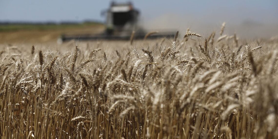 Recuerdan a Productores que podrán acceder a análisis gratuitos de calidad de trigo