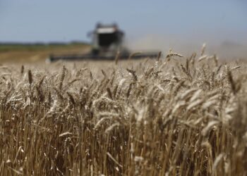 Recuerdan a Productores que podrán acceder a análisis gratuitos de calidad de trigo