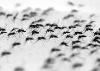 Inician tareas de fumigación en el distrito