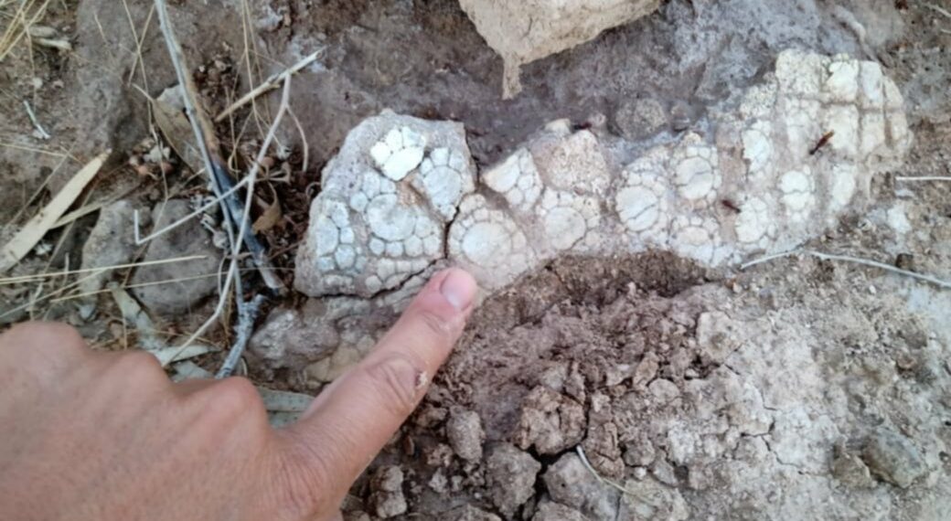 Hallan restos de un animal prehistórico en la laguna de Pigüé