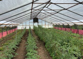 En enero se produjeron 500 kilos de verdura en la Huerta Municipal