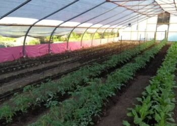 Fueron entregados 220 kilos de verduras producidas en la Huerta Municipal