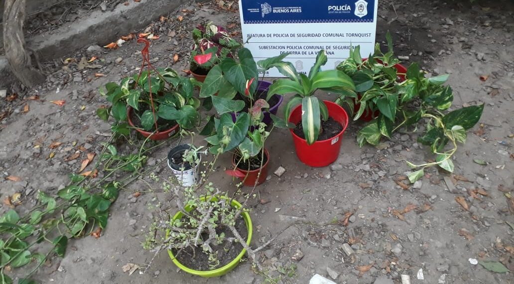 Sierra de la Ventana: Una turista denunciada por el robo de ocho plantas