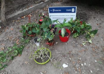 Sierra de la Ventana: Una turista denunciada por el robo de ocho plantas