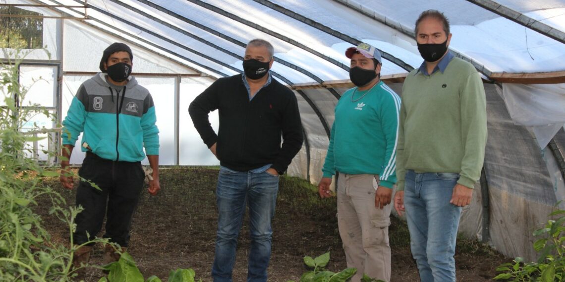 Continúa a buen ritmo la producción en la Huerta Municipal (notas y fotos de CELTTV Noticias)