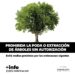La intervención del arbolado público debe ser autorizada por el municipio