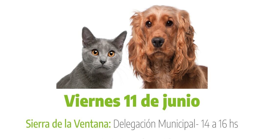 Sierra de la Ventana: vacunación antirrábica para felinos y caninos