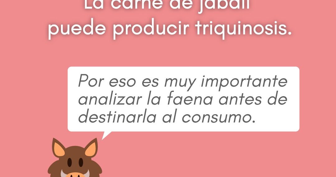 La carne de jabalí también produce triquinosis