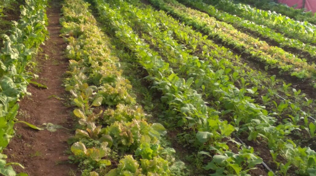 Este año se triplicará la producción de la Huerta Municipal