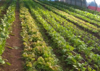 Este año se triplicará la producción de la Huerta Municipal