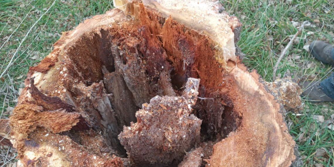 Tareas del área de arbolado público en el Dique San Bernardo