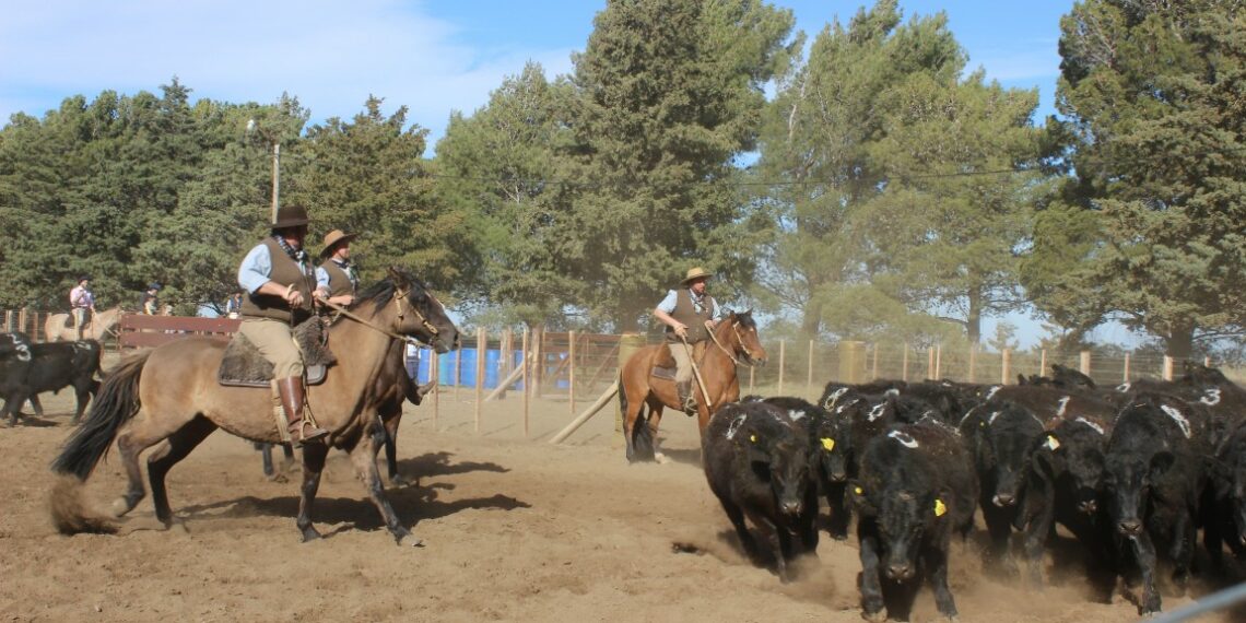 Con la participación de 30 equipos se vive a pleno la Jornada de Aparte Campero (fotos y videos)