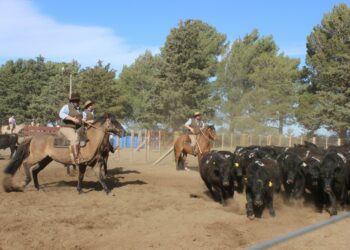 Con la participación de 30 equipos se vive a pleno la Jornada de Aparte Campero (fotos y videos)