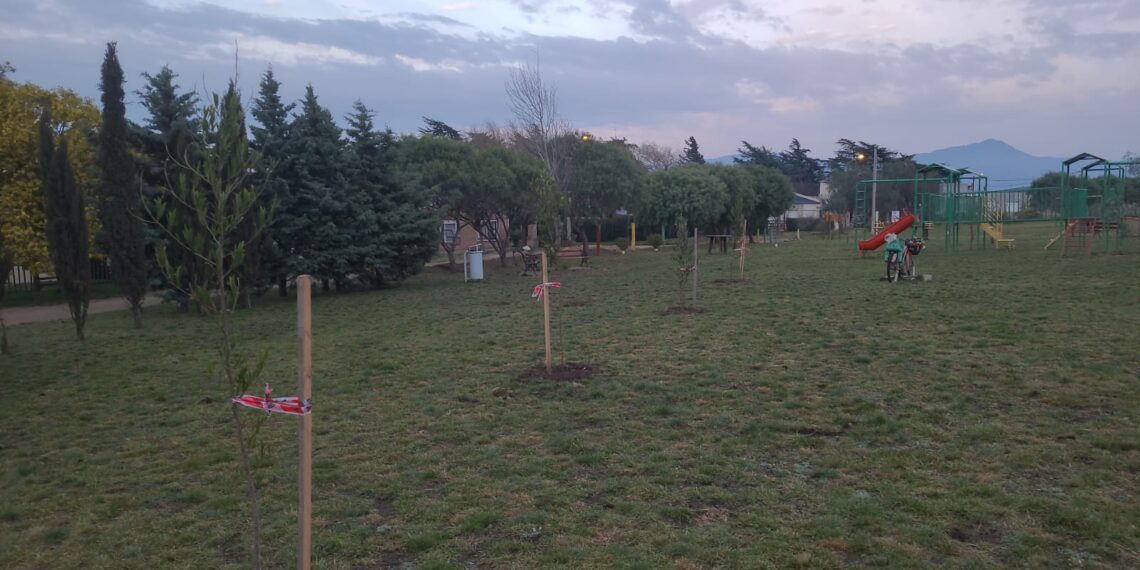Arbolado: fueron colocadas 73 nuevas plantas