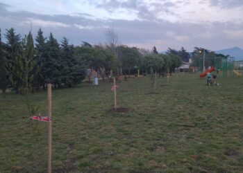 Arbolado: fueron colocadas 73 nuevas plantas