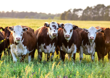 Se presenta el plan “Ganado Bonaerense 6×6” en las instalaciones de la EESA N° 1 (Video)