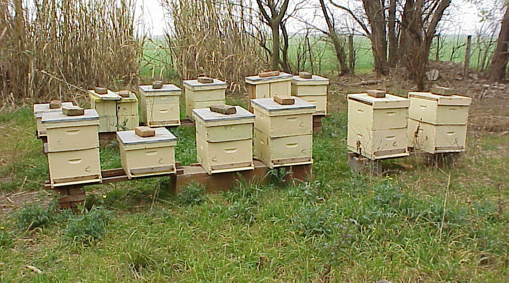 Solicitan precaución al fumigar en sectores cercanos a colmenas