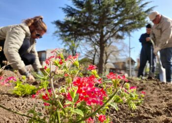 Más de un centenar de nuevos ejemplares fueron colocados entre Sierra de la Ventana y Saldungaray