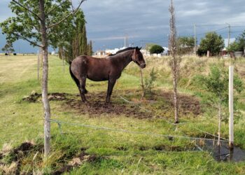 Recuerdan que está prohibido dejar caballos en espacios públicos